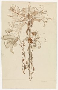 ユリの 2 つの枝の学習シート 作： Antoon Derkinderen