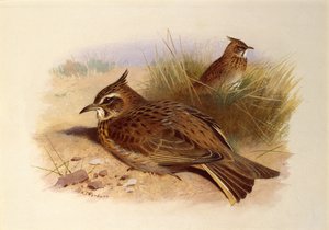 カンムリヒバリ、イギリスの鳥 作： Archibald Thorburn
