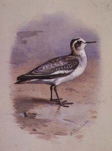 灰色のファラロペ（水彩画） 作： Archibald Thorburn
