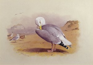 バスロックを背にした浜辺のカモメ（水彩画 作： Archibald Thorburn