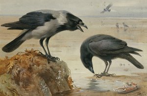 ズキンガラスとハシボソガラス 作： Archibald Thorburn