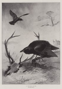 空腹レイヴン 作： Archibald Thorburn