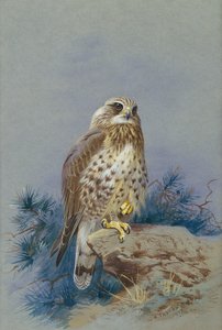 荒足ノスリ 作： Archibald Thorburn