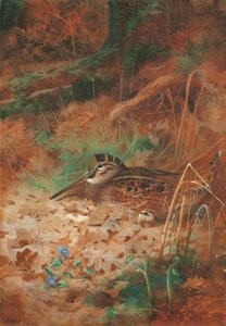 下草のヤマシギとひよこ 作： Archibald Thorburn
