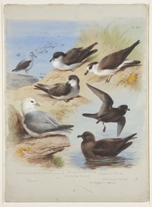 アルバトロス、ペテルス、ミズナギドリ、フルマール、1915年頃（紙に鉛筆の上に水彩とボディカラーを使用