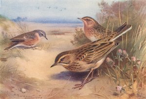 アルパイン・シギまたはウォーター・シギ、アカハラシギ、リチャード・シギ（カラーリトグラフ） 作： Archibald Thorburn