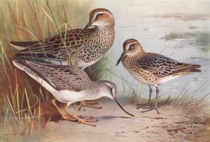 アメリカオオソリハシシギ、ソリハシシギ、ハマシギ（カラーリトグラフ） 作： Archibald Thorburn