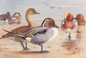 アメリカヒドリ（オス・メス）、オナガガモ（オス・メス）、ヒドリガモ（オス・メス）（カラーリトグラフ） 作： Archibald Thorburn