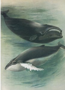 ロングマンズアンドカンパニー発行のThorburnの哺乳類の大西洋シロナガスクジラとコククジラ1920年頃 作： Archibald Thorburn