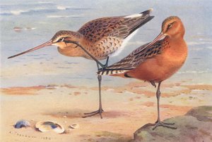 オグロシギ（夏）、オバシギ（夏）（カラーリトグラフ） 作： Archibald Thorburn
