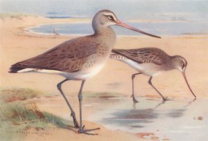 オグロシギ（冬）、オバシギ（冬）（カラーリトグラフ） 作： Archibald Thorburn
