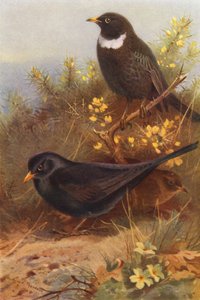 ブラック・バード（オス・メス）、リング・ウーゼル（カラーリトグラフ） 作： Archibald Thorburn