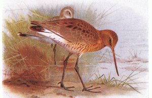 イギリスの島の鳥とその卵からの黒い尾のゴッドウィット、フレデリックワーン＆Co Ltdによって発行された、1958