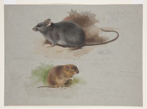 黒ネズミとオークニーヴァール、1915年頃（紙に鉛筆の上に水彩とボディカラーを使用 作： Archibald Thorburn