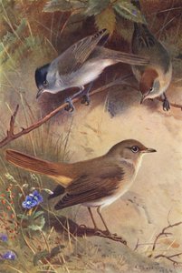 ブラックキャップ（オス・メス）、ナイチンゲール（カラーリトグラフ） 作： Archibald Thorburn