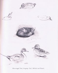 ブルーウィングドティール、ガーガニー、ティール、マガモ、ピンテイル、1938 作： Archibald Thorburn