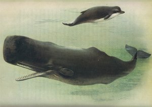 ロングマンズアンドカンパニー発行のThorburns哺乳類からのクジラのクジラとマッコウクジラc。 1920年 作： Archibald Thorburn