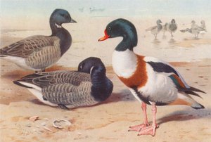 ブレントグース、コモン・シェルドダック（カラーリトグラフ） 作： Archibald Thorburn