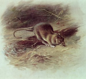 ブラウンラット（Rattus norvegicus）1918 作： Archibald Thorburn