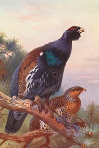 カラフトシシャモ（オスとメス）（カラーリトグラフ） 作： Archibald Thorburn