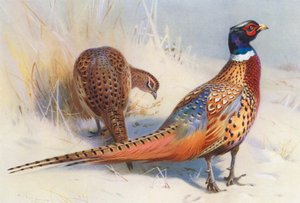 キジ（オス・メス）（カラーリトグラフ） 作： Archibald Thorburn