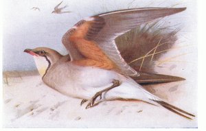英国の島の鳥とその卵からの襟付きのPratincloe、Frederick Warne＆Co Ltdから出版、1958年