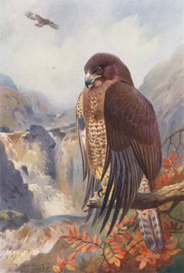 コノハズク（カラーリトグラフ） 作： Archibald Thorburn