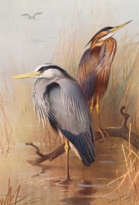 コサギ、ムラサキサギ（カラーリトグラフ） 作： Archibald Thorburn
