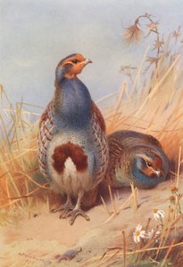 ヨーロッパヤマウズラ（オス・メス）（カラーリトグラフ） 作： Archibald Thorburn