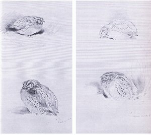 一般的なウズラとカズラ』（ブッククラブアソシエイツ刊 作： Archibald Thorburn