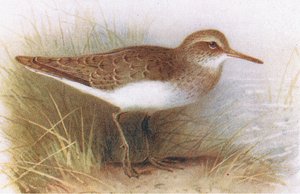イギリスの島の鳥とその卵からの一般的なシギフレデリックワーン＆Co Ltdによって1958年に発行