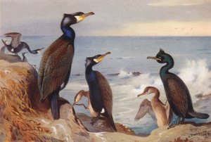 鵜（成鳥と未成鳥）、鵜（成鳥と未成鳥）（カラーリトグラフ） 作： Archibald Thorburn