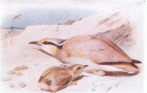 イギリス諸島の鳥とその卵からのクリーム色のコースター、1958年、Frederick Warne＆Co Ltdから出版