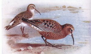 英国の島の鳥とその卵からのカーリューサンドパイパー、フレデリックワーン＆Co Ltd発行、1958年