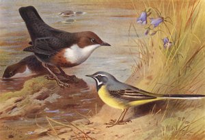 シジュウカラ、セグロセキレイ（カラーリトグラフ） 作： Archibald Thorburn
