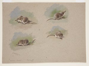 小ネズミの4つのヴィネット、1915年頃（紙に鉛筆の上に水彩とボディカラーを使用 作： Archibald Thorburn