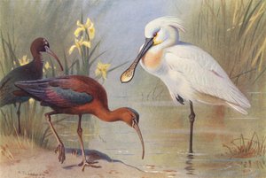 グロッシー・アイビス（成鳥と未成鳥）、ヘラサギ（カラーリトグラフ） 作： Archibald Thorburn