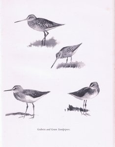 Godwits and Green Sandpipers、1938 作： Archibald Thorburn