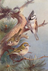 ゴールドクレスト、ファイヤークレスト、カンムリシジュウカラ（カラーリトグラフ） 作： Archibald Thorburn
