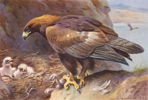 イヌワシ（カラーリトグラフ） 作： Archibald Thorburn