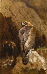彼らのアイリーでイヌワシ 作： Archibald Thorburn