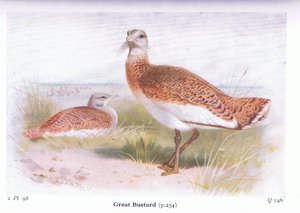 イギリス諸島の鳥とその卵からの偉大なバスタード、1958年フレデリックワーン＆Co Ltdから出版