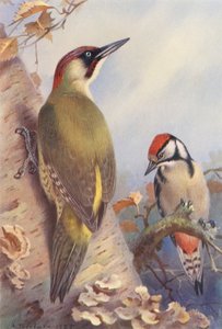 アオゲラ、オオアカゲラ（未成熟）（カラーリトグラフ） 作： Archibald Thorburn
