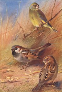 アオヒワ、ハウス・スパロー（オスとメス）（カラーリトグラフ） 作： Archibald Thorburn