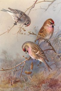 グリーンランド・レッドポール、レッサー・レッドポール、ミーリー・レッドポール（カラーリトグラフ） 作： Archibald Thorburn