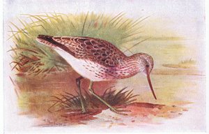 イギリス諸島の鳥とその卵のグリーンシャンク、1958年フレデリックウォーン＆Co Ltdから出版
