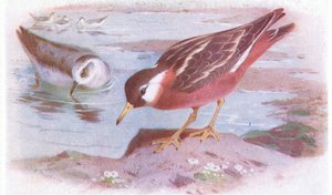 イギリスの島の鳥とその卵からの灰色のファラロープ（夏と秋）、1958年Frederick Warne＆Co Ltd発行