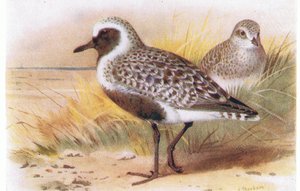 イギリス諸島の鳥とその卵のグレイプロバー