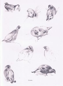 ライチョウ、1938