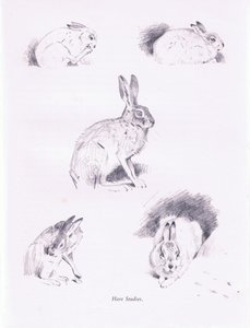 ノウサギの研究、1938 作： Archibald Thorburn